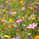 Fine Flowers Meadow Seed  Mixture. 400g. 